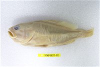 藏品(石斑魚)的圖片